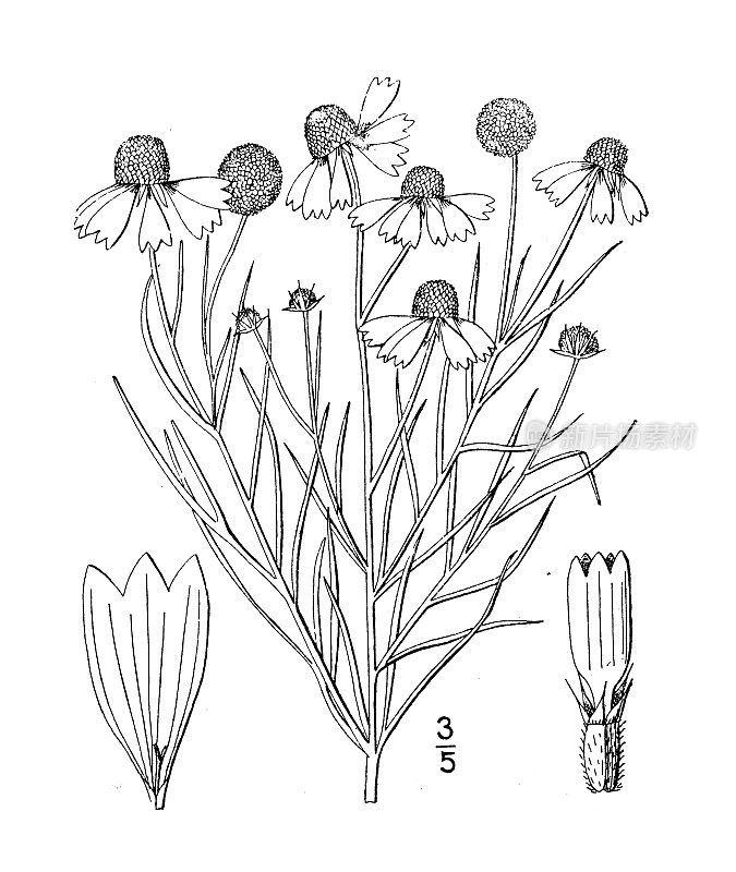 古植物学植物插图:Helenium tenuifolium，细叶喷嚏草